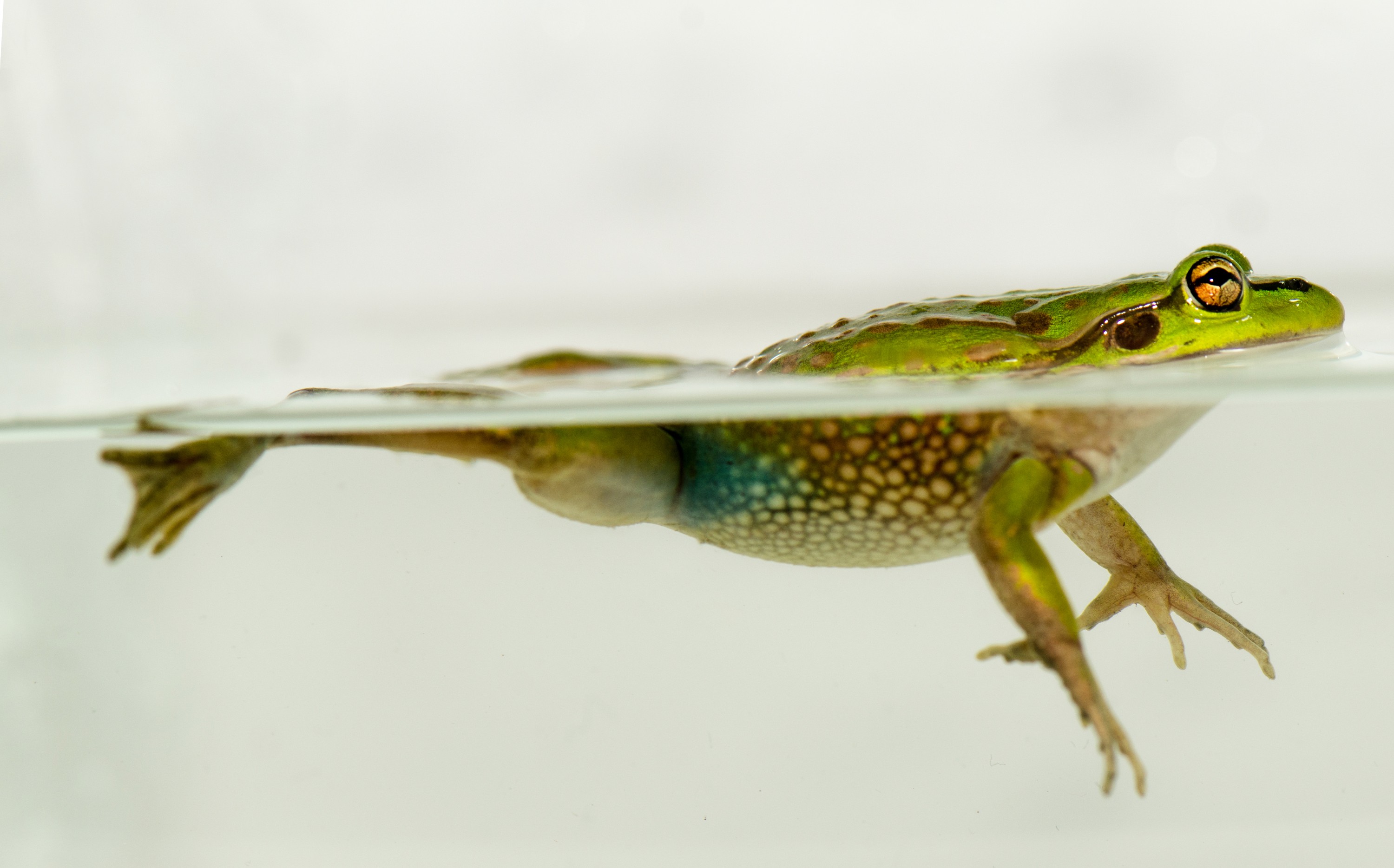 DSC_7095 – Green, Bell, Frog, Litoria, aurea, introduced, new zealand, nz, new, zealand, crispin